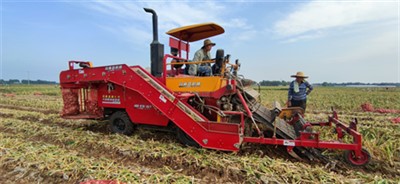 خود سے چلنے والا لہسن ہارویسٹر تنوں کو کاٹ رہا ہے۔